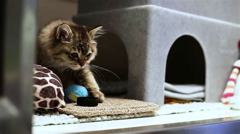 To connect with cats protection's employee register on signalhire. Harry at Cats Protection, Chelwood Gate, November 2018 ...