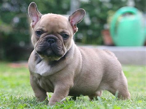 Frenchies are prone to obesity, which can damage their physical structure and puts them at higher risk for some of the breed's health issues, so it is vital to watch. French Bulldog Dog Breed » Information, Pictures, & More