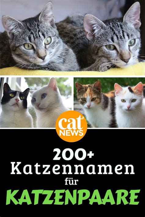 Katzennamen Für Katzenpaare Mehr Als 200 Witzige Kombinationen Für