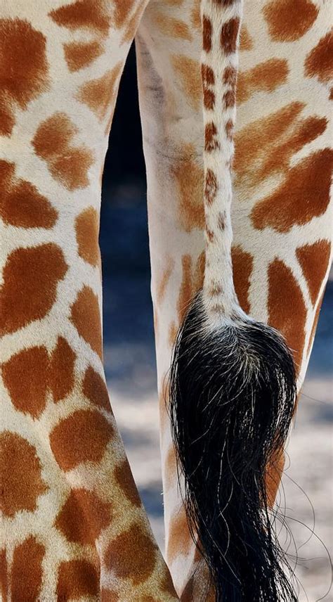 Giraffe Tail With Long Black Hair Photograph By Werner Lehmann