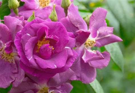 Purple Rose Stock Image Image Of Branch Close Morning 47852997