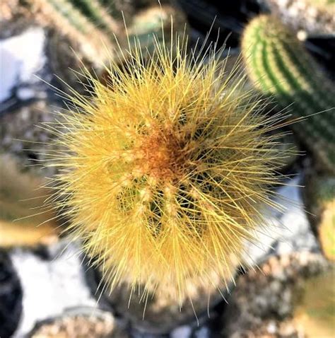 The team then observed that underwater oil droplets collect on and flow along the needles in a similar way that the water collects on and moves. Pilosocereus tillianus | The Cactus King
