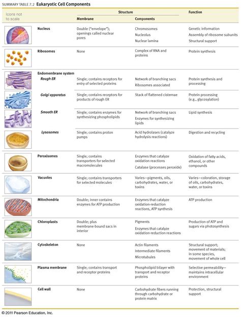 Welcome To The Biology Blog Cell Parts And Their Function