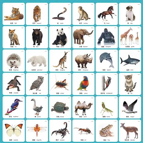 48 Pcsset Kids English Animals Baby Cards Flashcards For Children