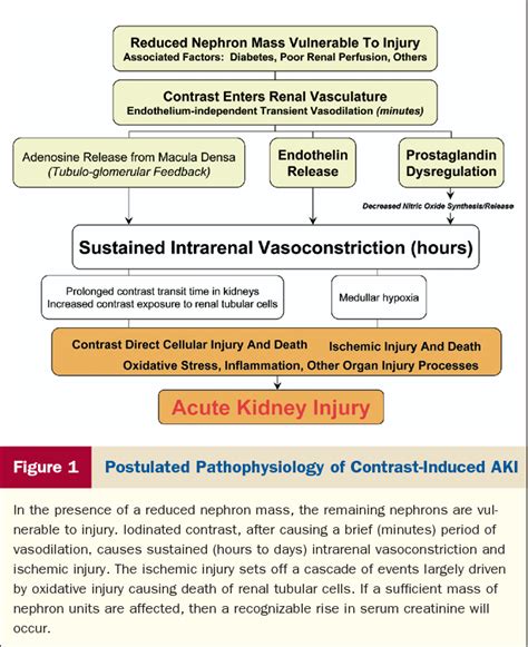 Figure 1 From Contrast Induced Acute Kidney Injury Semantic Scholar