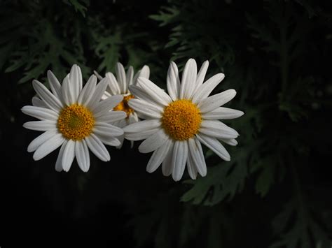 Wallpaper Putih Musim Semi Taiwan Bunga Aster Olympus Menanam