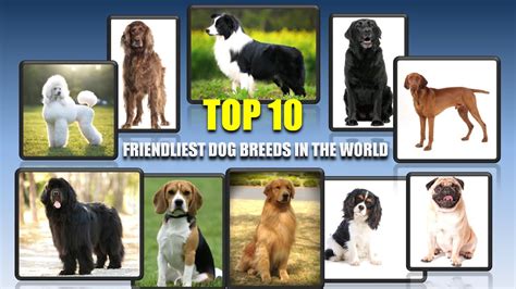 Top 10 Friendliest Dog Breeds In The World Youtube