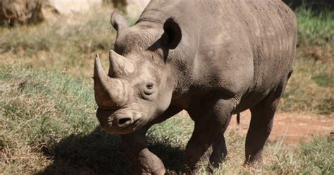 High Tech Revenge Rhino Poachers Face Threat From Above The Dodo