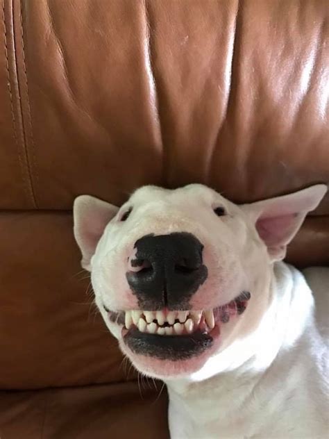 What A Cute Smile Of This Cute Dog Smiling Animals Silly Animals