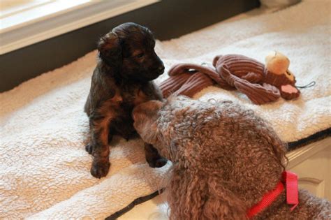 New and used items, cars, real estate, jobs, services, vacation rentals and more virtually anywhere in ontario. Black Brown Goldendoodle Boy Puppy For Sale by River ...