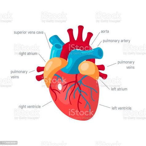평면 스타일에 인간의 심장 벡터 아이콘 심장에 대한 스톡 벡터 아트 및 기타 이미지 심장 해부학 다이어그램 Istock