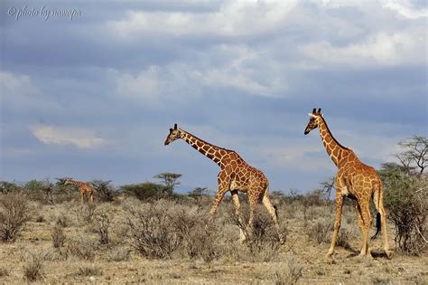 The Somali Giraffe Samburu National Reserve Rift Valley P Flickr