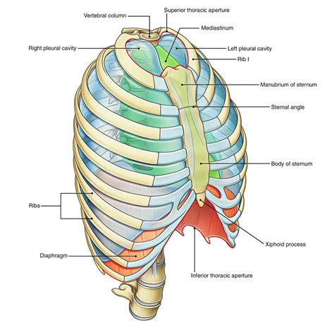 Thorax Human Anatomy Anatomical Charts And Posters