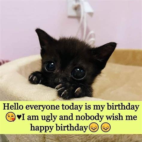 Today Is My Birthday Happy Birthday Me Black Cats Hello Everyone