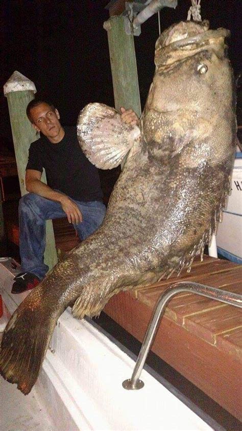 Lb Grouper Found Dead In Florida Canal Wmaz Com