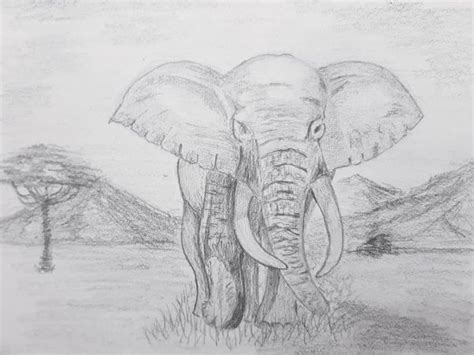 Cara menggambar gajah yang sangat mudah untuk pemula. Terkeren 10+ Gambar Kartun Sketsa Pensil - Gani Gambar