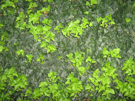 Unrestricted Foliage Texture 2 By Frozenstocks On Deviantart