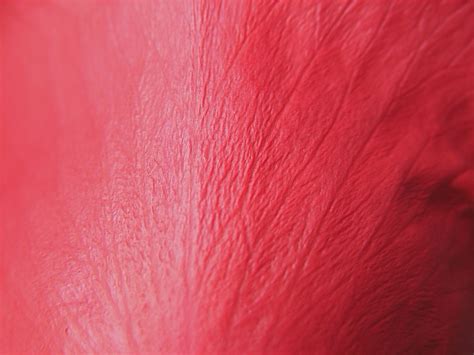 Rose Petals Tourism Abstract Artwork Texture Photography Macro