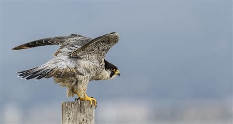 Peregrine Falcon Eek Wisconsin