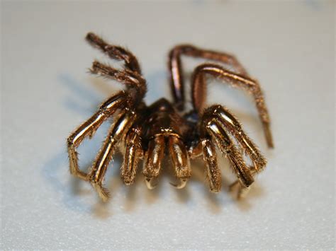 Spider Prepared For Viewing With A Scanning Electron Microscope Rspiders