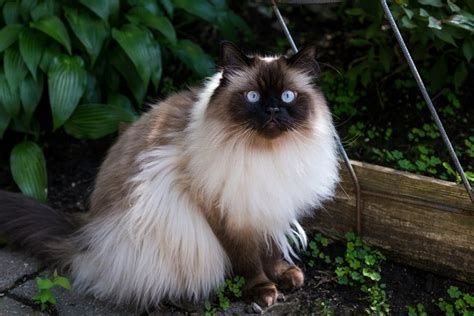 Do Siamese Mix Cats Make Good Pets Everything You Need To Know