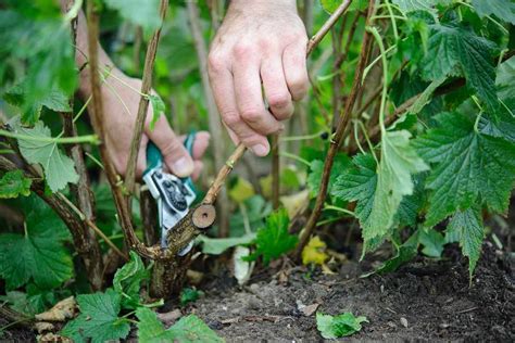 How To Prune Plants Bbc Gardeners World Magazine