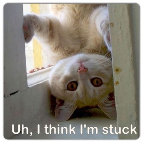 I Think Im Stuck Funny Cat Images Cats Cat Memes