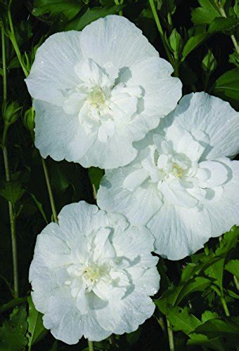 White Chiffon® Rose Of Sharon Green Promise Farms