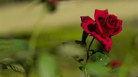 Rose Red Flower Bloom Plant 4k Hd Wallpaper