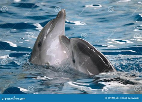 Dolphins In Love Royalty Free Stock Image 75008890