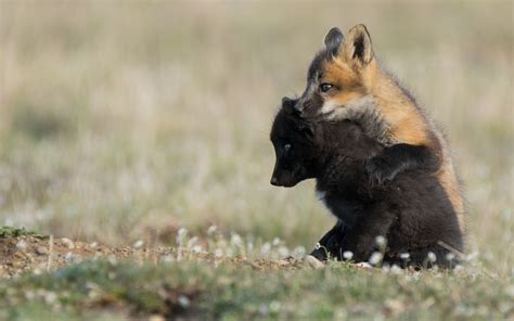 Download Wallpapers Foxes Wildlife Cubs Black Fox Cute Animals