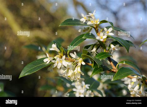 The Flowering Shrub Osmanthus X Burkwoodii Stock Photo Alamy