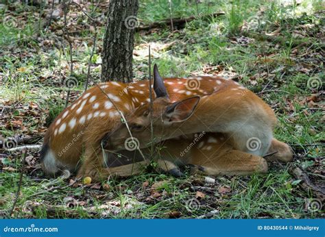 Baby Of Sika Deer Resting Curled Up On The Ground Stock Photo Image