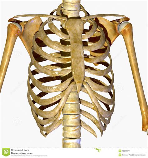Pain under the ribs in this area can indicate an issue affecting one of these organs. Rib Cage Stock Illustration - Image: 43014270