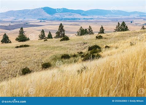 Pine Trees And Grass In The Palouse Hills Stock Image Image Of State