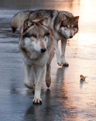 Wolves On The Beach Oh My Wolf Images Wolf Pictures Wolf Spirit