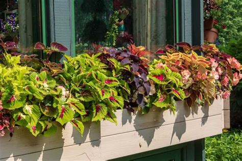 Embrace summertime with the 24 best flowers for window boxes. 10 Best Flowers for Window Boxes in Shade | Window box ...