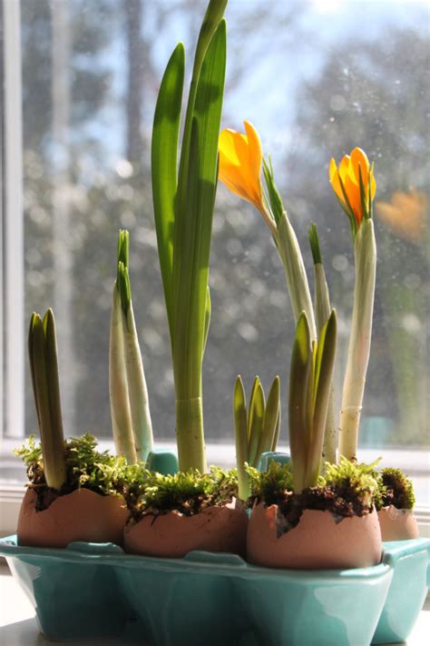 10 Inspiring Containers For Your Winter Bulbs