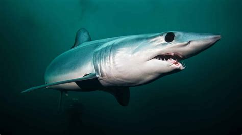 10 Fierce Facts About Mako Sharks Omgfire