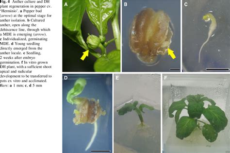 Anther Culture And Dh Plant Regeneration In Pepper Cv Herminio A