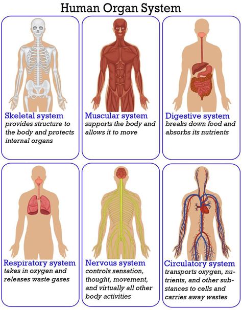 Organization Of The Human Body Human Body Systems Human Body Anatomy