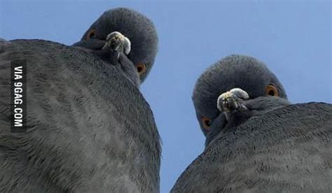 Gang bro pigeon - 9GAG
