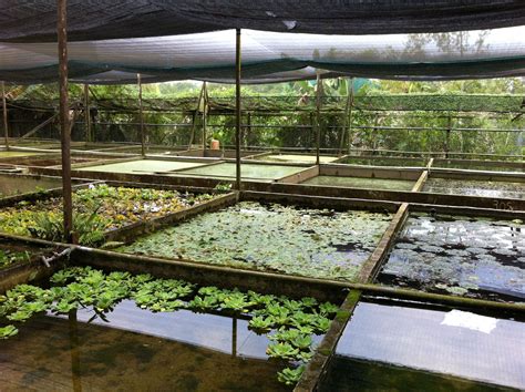 Teo Aquatic Plant Farm Teos Floating Aquatic Plants Planted Aquarium Aquatic Plants Plants