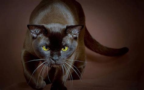 Burmese Cat Breed Description Characteristics Appearance History