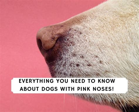 17 Popular Dogs With Pink Noses 2024 We Love Doodles