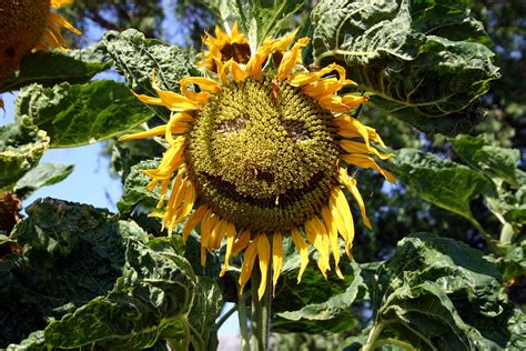 Sunflower Oil for Face - Blog | Metrin