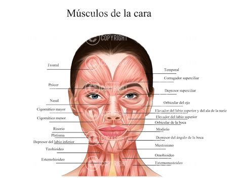 Anatomía Facial Músculos De La Cara Y El Cuello Estética Dermatología