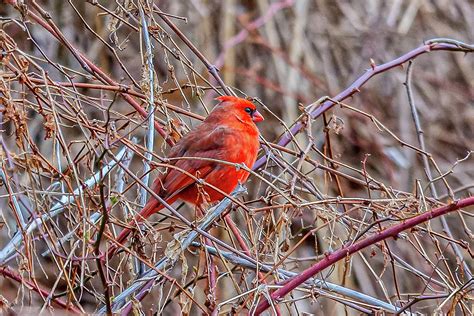 Cardinal In The Brush Photograph By Donald Lanham Fine Art America