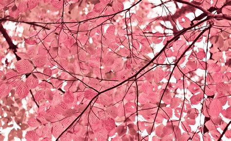 Pink Leaves Wallpapers Top Free Pink Leaves Backgrounds Wallpaperaccess