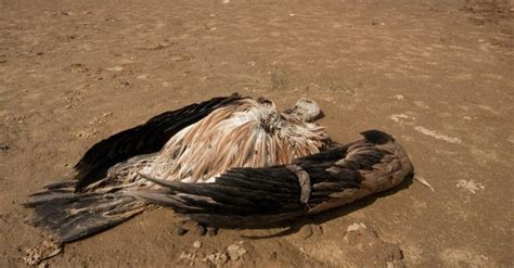 Botswana Over 500 Vultures Found Dead After Massive Poisoning Afrik 21